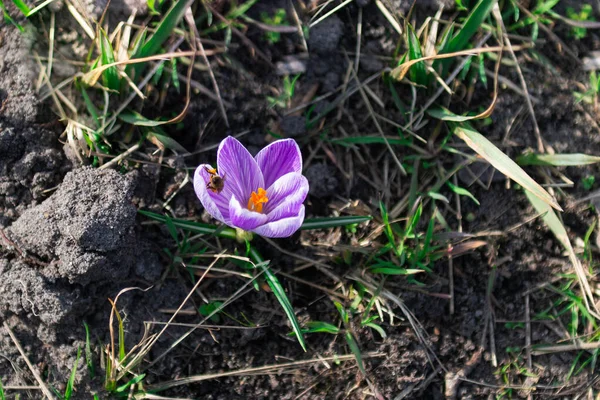 Sonniger Frühlingstag Veilchenkrokusblüte Der Mitte Ein Stempel Der Mit Gelben — Stockfoto