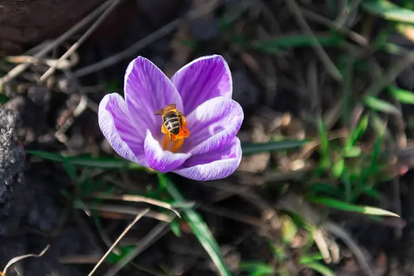 Ηλιόλουστη Ανοιξιάτικη Violet Crocus Λουλούδι Στο Κέντρο Ένα Pistil Καλύπτονται — Φωτογραφία Αρχείου