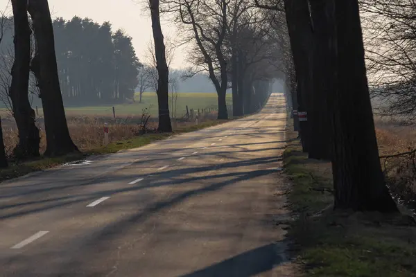Düz bir asfalt yol. Her iki tarafta da uzun, yapraksız ağaçlar var. Sağ tarafta, batan güneşin sıcak kırmızı ışığı ile aydınlatılır..
