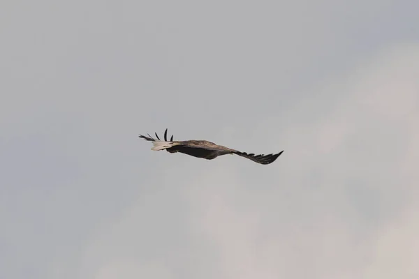 Lucht Bedekt Met Lichtgrijze Wolken Achtergrond Van Lucht Zie Een — Stockfoto