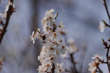 Çayırlarda bahar. Üzerlerinde büyüyen meyve ağaçlarının dalları küçük beyaz çiçeklerle kaplıdır. Güneşli bir gün..