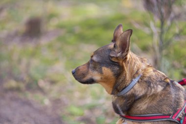 Çam ormanında oturan orta büyüklükte bir köpek. Kahverengi ve siyah saçları, gri yakası ve kırmızı diş telleri var. Kulakları dikleşmiş. Arka planda ağaçlar ve yosunlar görülebilir..