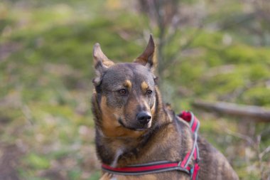 Çam ormanında oturan orta büyüklükte bir köpek. Kahverengi ve siyah saçları, gri yakası ve kırmızı diş telleri var. Kulakları dikleşmiş. Arka planda ağaçlar ve yosunlar görülebilir..