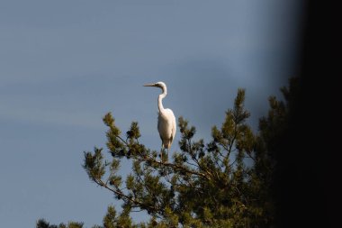 Mavi, bulutsuz gökyüzü. Güneşli bir gün. Uzun bir çam ağacının yeşil tacı. Ağacın tepesinde, en yüksek dalda vahşi bir kuş oturuyor, beyaz bir balıkçıl..