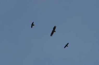 Mavi, bulutsuz gökyüzü. Güneşli bir gün. Gökyüzünün arka planında kanatları açık uçan bir kartal görebilirsiniz. Yanında iki kuzgun var..