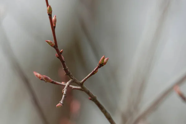 Çayırlarda Bahar Üzerlerinde Büyüyen Meyve Ağaçlarının Dalları Küçük Beyaz Çiçeklerle — Stok fotoğraf
