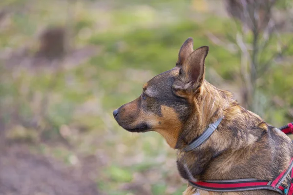 Çam Ormanında Oturan Orta Büyüklükte Bir Köpek Kahverengi Siyah Saçları — Stok fotoğraf