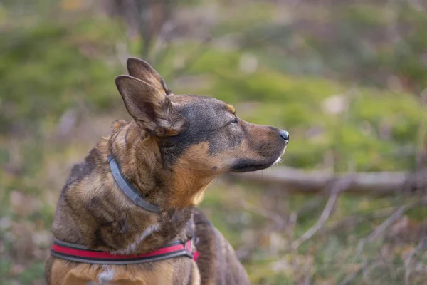 Chien Taille Moyenne Assis Dans Une Forêt Pins Les Cheveux — Photo