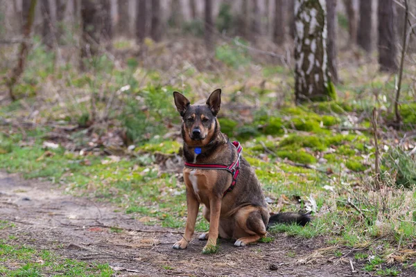 Medium Sized Dog Sitting Pine Forest Has Brown Black Hair — 스톡 사진