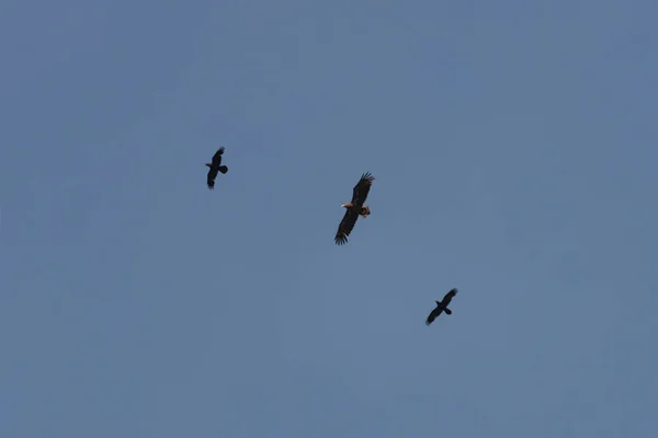 无云的天空 这是一个阳光灿烂的日子 在天空的背景下 你可以看到一只展翅高飞的鹰 他由两只乌鸦陪着飞行 — 图库照片