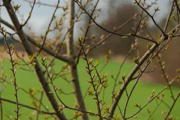 Wiosenny Fiacskám Niebo Tréfa Bezchmurne Gazie Drzew Krzeww Pokryte Pczkami — Stock Fotó