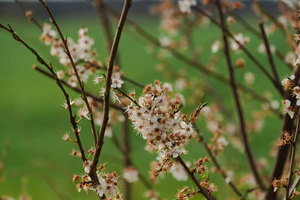 Tavasz Réten Rajtuk Növő Gyümölcsfákon Apró Fehér Virágok Borítják Ágakat — Stock Fotó