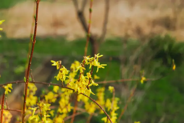 Tavasz Kertben Forsythia Bokrokat Sárgás Virágok Borítják Egy Napos Nap — Stock Fotó