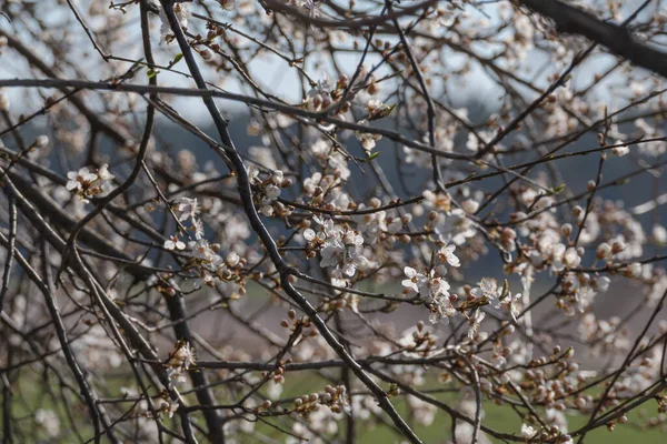 Tavasz Réten Rajtuk Növő Gyümölcsfákon Apró Fehér Virágok Borítják Ágakat — Stock Fotó