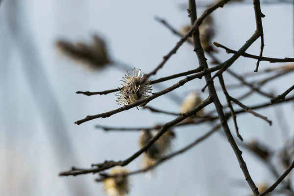 Willow Branches Covered Profusely Flowering Catkins Fluffy Flowers Sunny Day — Stock Photo, Image