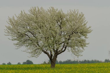 Sarı yağ tohumu tecavüzü ile ovada bir tarım arazisi. Tarlada yalnız bir ağaç yetişiyor, dalları beyaz çiçeklerle kaplı. Gökyüzü kapalı..