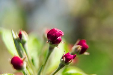 Bahçede bahar. Bugün güneşli bir gün. Meyve bahçesinde yetişen elma ağacında, dallar beyaz ve pembe çiçeklerle kaplıdır, bunların arasında yeşil yaprakları görebilirsiniz..