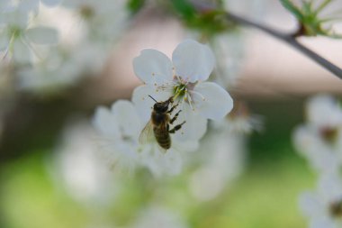 Bahçede bahar. Ağaçların dalları beyaz çiçeklerle kaplıdır. Çiçekler arasında arıların nektar ve polen topladığını görebilirsiniz..