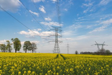 Geniş bir alan, tarıma elverişli alanlar sarı tecavüzle kaplı. Güneşli bir gün, gökyüzü hafif bulutlu. Elektrik hatlarının yüksek metal direkleri görülebilir..