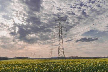 Geniş bir alan, tarıma elverişli alanlar sarı tecavüzle kaplı. Akşam gökyüzünün hafif kırmızı bir rengi var. Elektrik hatlarının yüksek metal direkleri görülebilir..