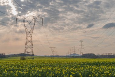 Geniş bir alan, tarıma elverişli alanlar sarı tecavüzle kaplı. Akşam gökyüzünün hafif kırmızı bir rengi var. Elektrik hatlarının yüksek metal direkleri görülebilir..