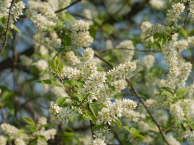 Güneşli bir bahar günü. Çayırda büyüyen kuş kirazının kanı kümeler halinde toplanmış çiçeklerle serpilmiştir. Güneşli bir gün..