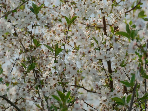 Wiosna Wiśniowym Sadzie Mamy Słoneczny Dzień Gałęzie Drzew Pokryte Białymi — Zdjęcie stockowe