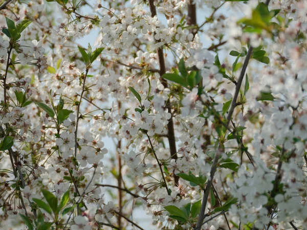Spring Cherry Orchard Sunny Day Branches Trees Covered White Flowers — Fotografia de Stock