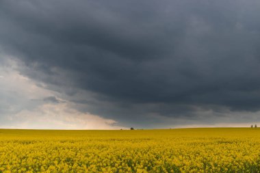 Güneşli bir gün. Sarı açan kolza tohumlarıyla kaplı bir tarla. Gökyüzü kısmen kara bulutlarla kaplı..