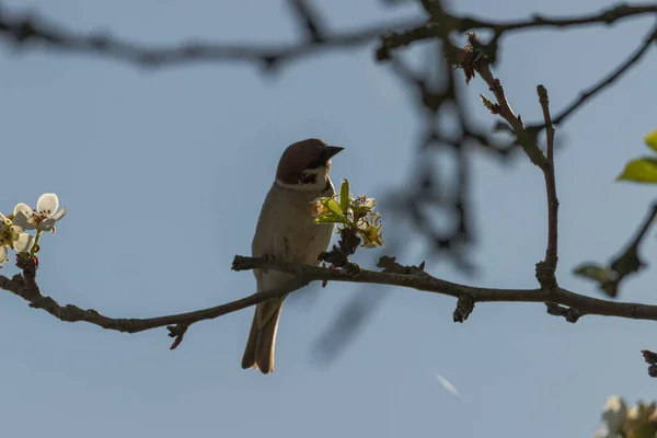 Pear Branch Spring Covered Young Leaves Flowers Foraging Sparrow Sits — Stockfoto
