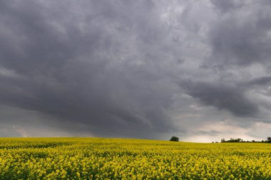 Güneşli bir gün. Sarı açan kolza tohumlarıyla kaplı bir tarla. Gökyüzü kısmen kara bulutlarla kaplı..