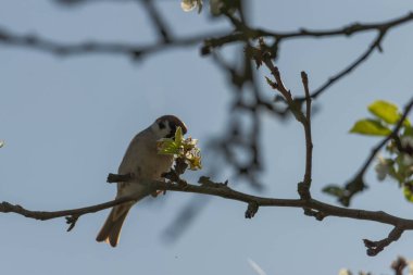 Baharda armut dalı, genç yapraklar ve çiçeklerle kaplı. Yiyecek arayan bir serçe bir dala oturur. Arka planda bulutsuz bir gökyüzü görebilirsiniz..