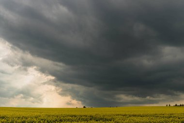 Sunny day. A field covered with yellow-blooming rapeseed. The sky is partially covered with dark clouds.