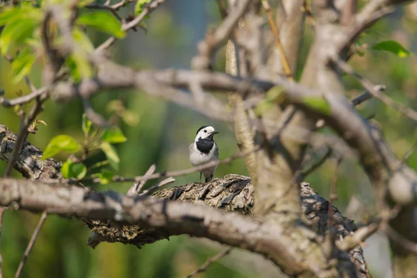 Pear Branch Spring Covered Young Leaves Flowers Thicket Branches One — Fotografia de Stock