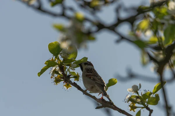 Pear Branch Spring Covered Young Leaves Flowers Foraging Sparrow Sits — Stockfoto
