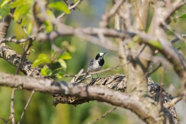 Poire Ramifiée Printemps Couverte Jeunes Feuilles Fleurs Dans Fourré Branches — Photo