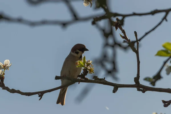 Pear Branch Spring Covered Young Leaves Flowers Foraging Sparrow Sits — Stok fotoğraf