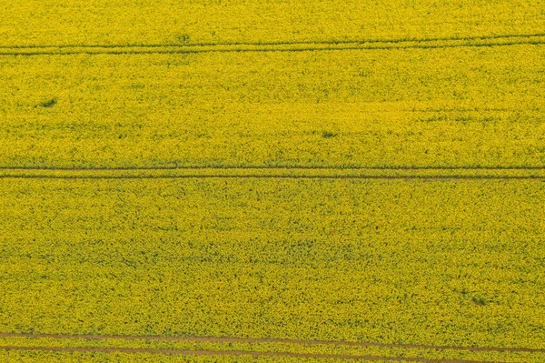 Поле Покрытое Цветущим Рапсом Рапсовые Цветы Сфотографированные Высоты Беспилотником Образуют — стоковое фото