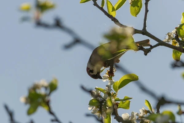 Pear Branch Spring Covered Young Leaves Flowers Foraging Sparrow Sits — Stockfoto