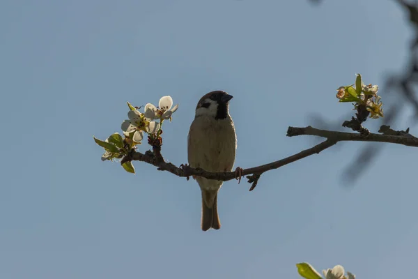 Pear Branch Spring Covered Young Leaves Flowers Foraging Sparrow Sits — 스톡 사진