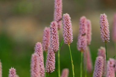 Bahçede yaz, çiçek mevsimi. Yeşillikler arasında, aristokrat düğüm otunun dikdörtgen pembe çiçeklerini görebilirsiniz..