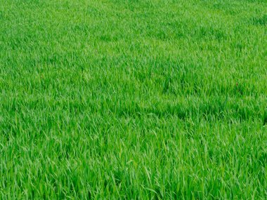 Bahar buğdayıyla ekilmiş kaynak tarlası. Düşük, parlak yeşil buğday sapları gelişmekte olan genç tahıllar. Kulakları henüz gelişmedi..