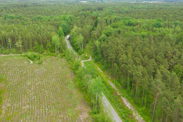 High pine forest. Among the tall trees, you can see the gray line of the asphalt road running through the forest. The roadsides are covered with green grass. View from the drone.