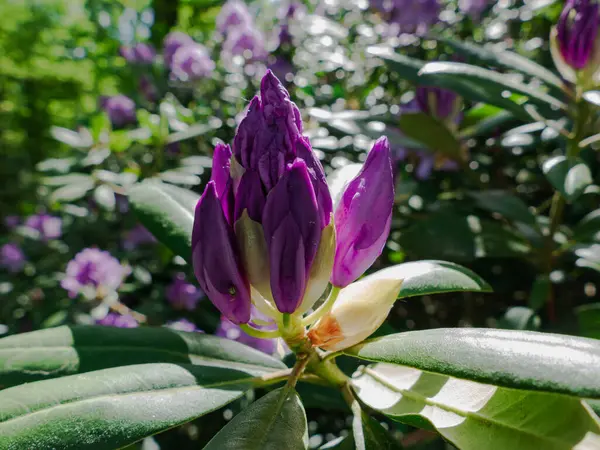 Violet Azálea Virágok Között Zöld Levelek Egy Napsütéses Nap Virágokat — Stock Fotó