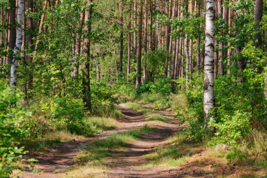 Bir orman, yüksek bir çam ormanında kumlu bir yol. Uzun ağaçların arasında genç, alçak yaprak döken ağaçları görebilirsiniz. Güneşli bir gün..