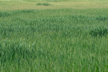 Genç çavdarlarla kaplı bir tarla. Bıçaklar zaten yüksek, üzerlerinde yeşil, olgunlaşmamış çiviler görebilirsiniz..