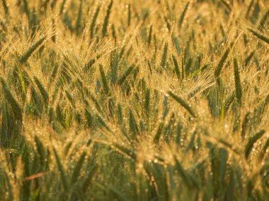 Güneşli bir akşamda, batan güneşin sıcak ışığıyla aydınlatılan tahıl kulakları. Yağmur yağıyor, kulaklarda su damlaları parlıyor..