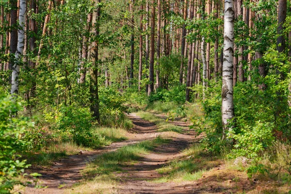 Bir orman, yüksek bir çam ormanında kumlu bir yol. Uzun ağaçların arasında genç, alçak yaprak döken ağaçları görebilirsiniz. Güneşli bir gün..