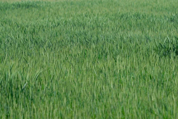 Genç çavdarlarla kaplı bir tarla. Bıçaklar zaten yüksek, üzerlerinde yeşil, olgunlaşmamış çiviler görebilirsiniz..