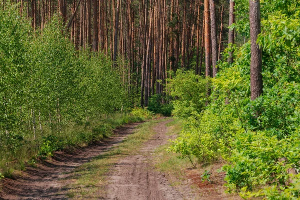 Bir orman, yüksek bir çam ormanında kumlu bir yol. Uzun ağaçların arasında genç, alçak yaprak döken ağaçları görebilirsiniz. Güneşli bir gün..